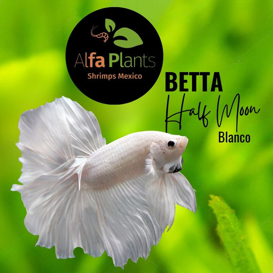 Pez Betta Half Moon Blanco macho