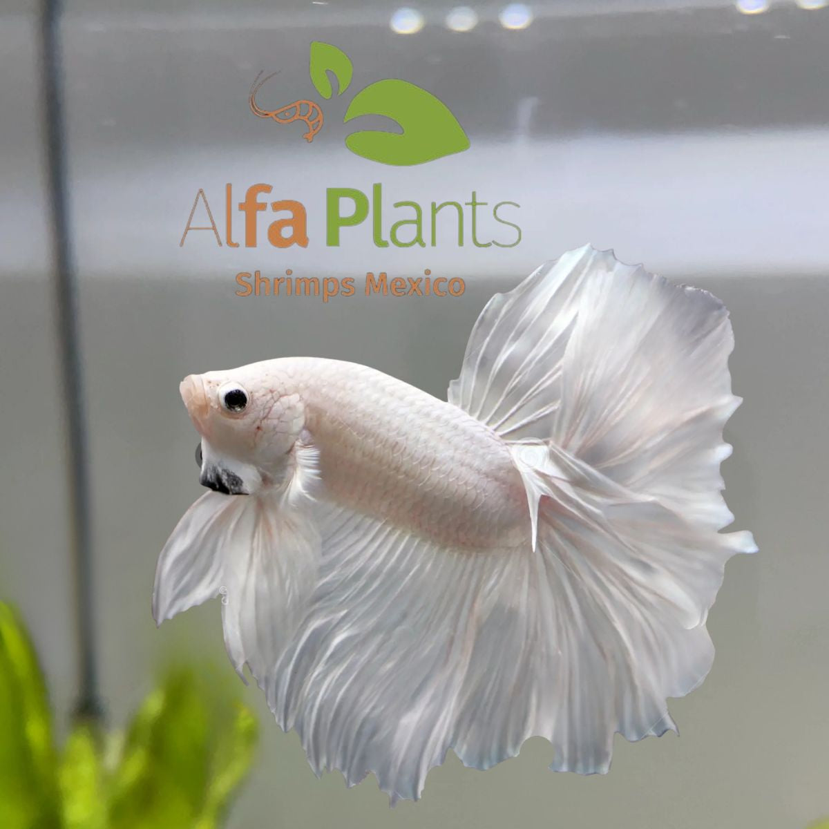 Pez Betta Half Moon Blanco Macho