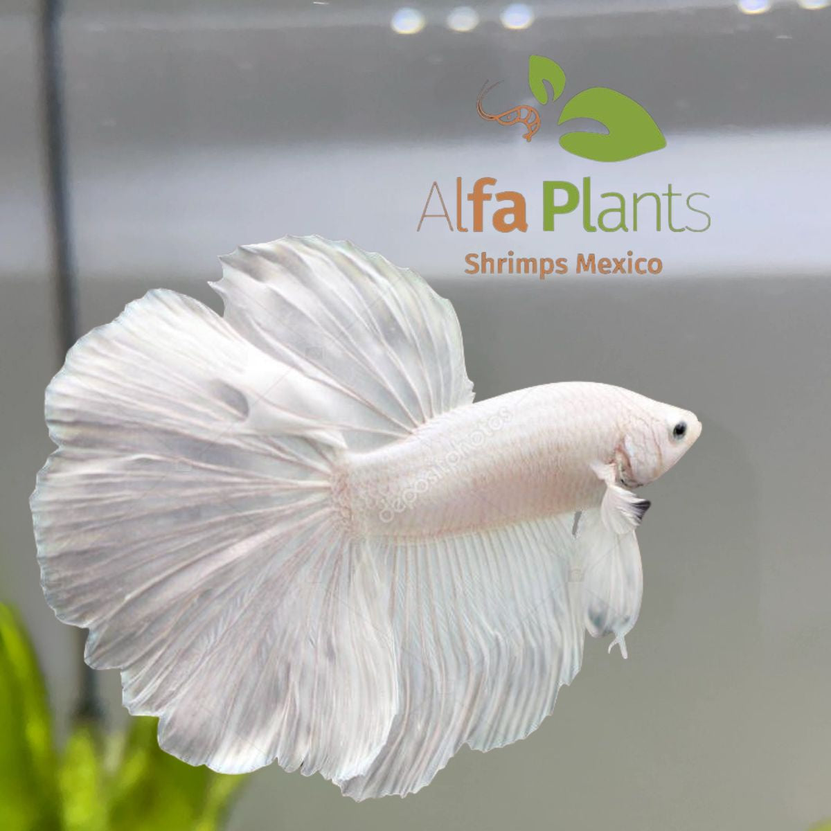 Pez Betta Half Moon Blanco Macho