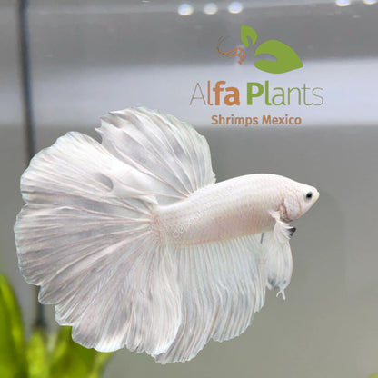 Pez Betta Half Moon Blanco Macho