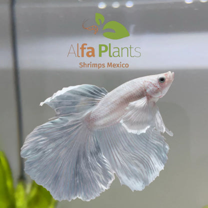 Pez Betta Half Moon Blanco Macho