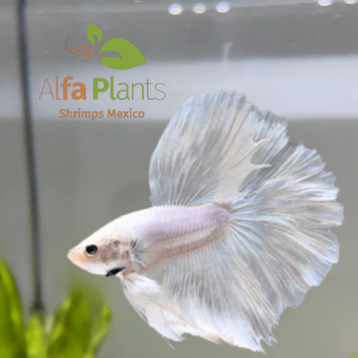Pez Betta Half Moon Blanco Macho