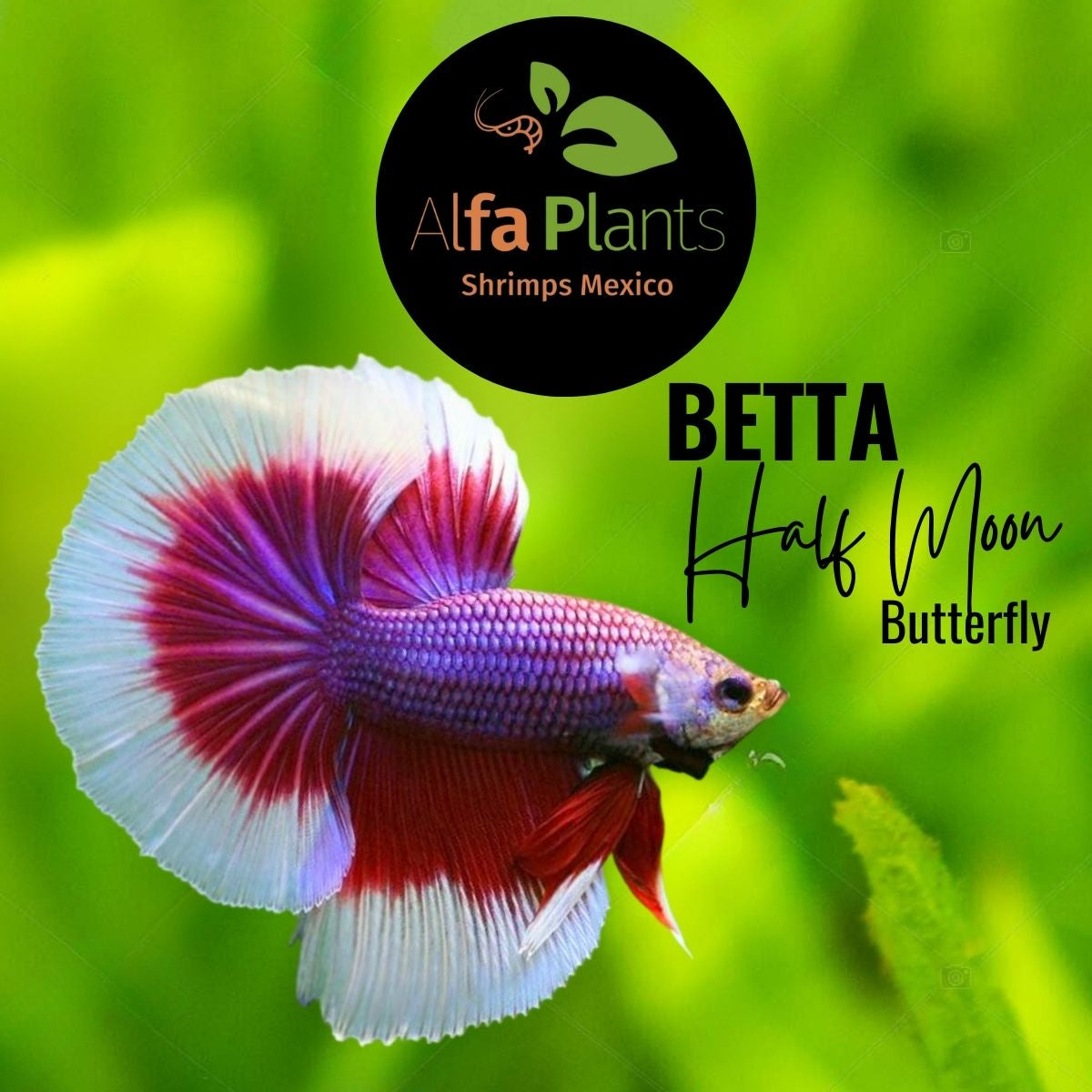 Pez Betta Half Moon Butterfly