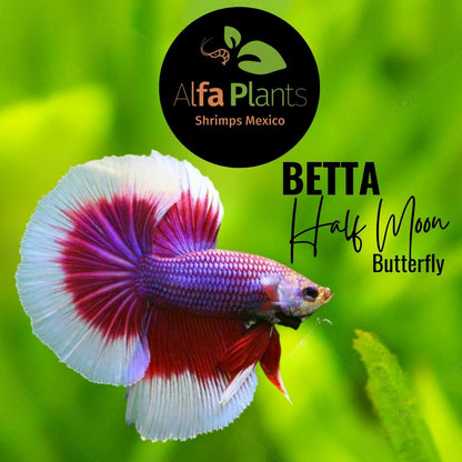 Pez Betta Half Moon Butterfly