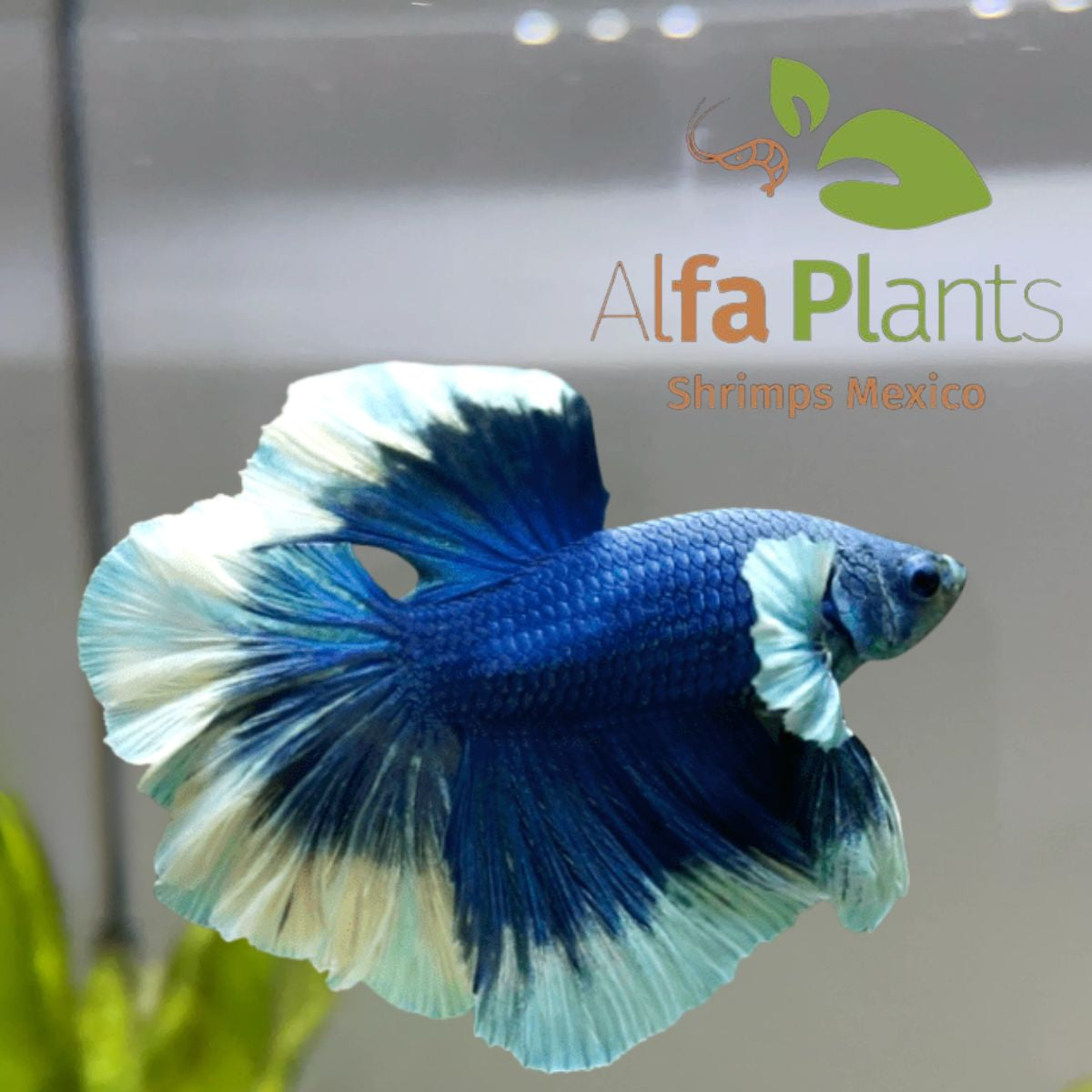 Pez Betta Half Moon Butterfly