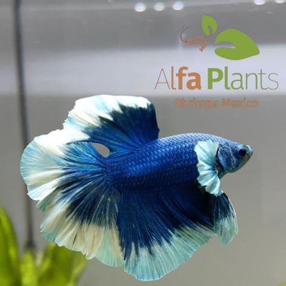 Pez Betta Half Moon Butterfly