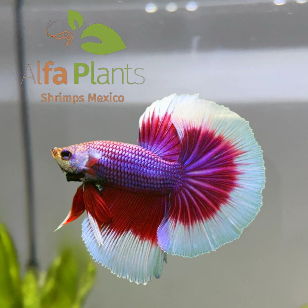 Pez Betta Half Moon Butterfly