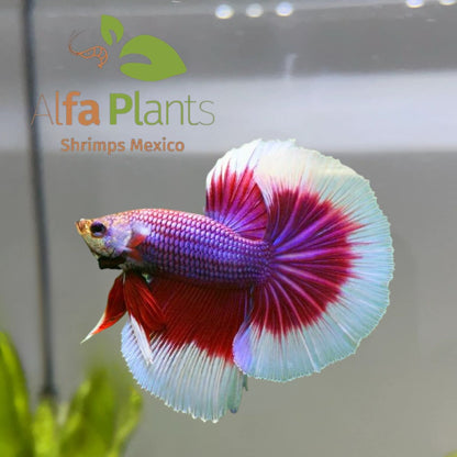 Pez Betta Half Moon Butterfly