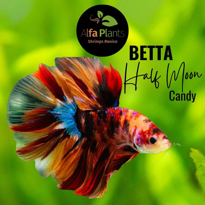 Pez Betta Half Moon Candy