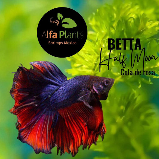 Pez Betta Half Moon cola de rosa