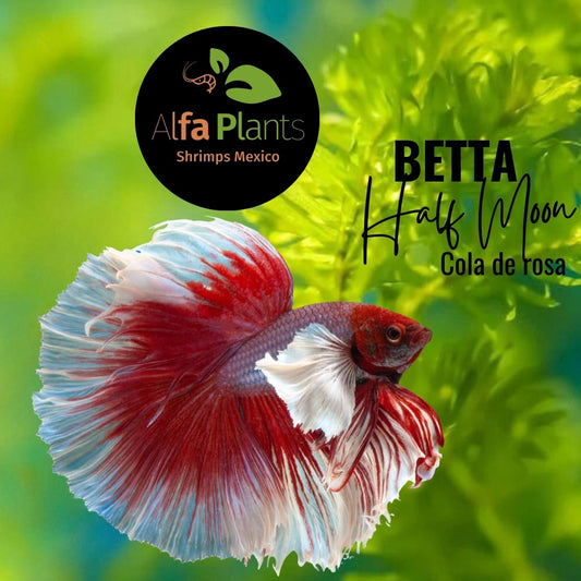 Pez Betta Half Moon cola de rosa