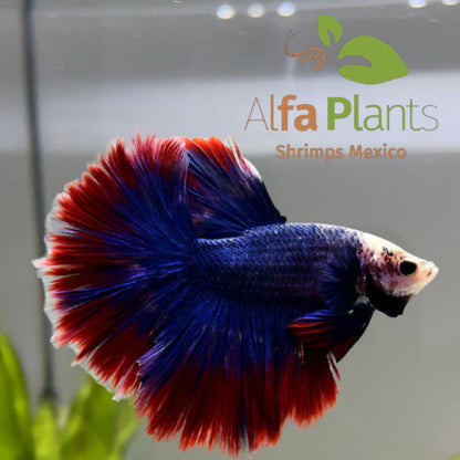 Pez Betta Half Moon cola de rosa