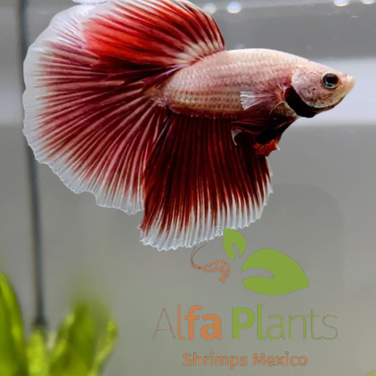 Pez Betta Half Moon cola de rosa