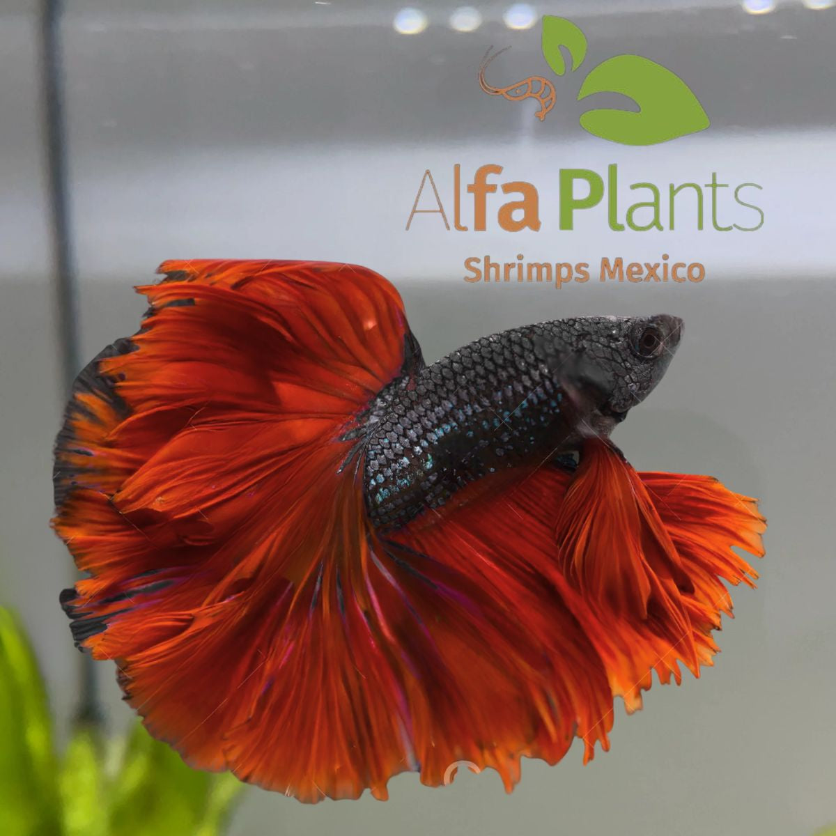 Pez Betta Half Moon cola de rosa