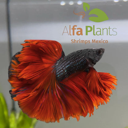 Pez Betta Half Moon cola de rosa