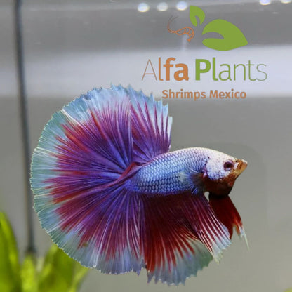 Pez Betta Half Moon Cola de Rosa Macho