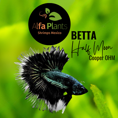 Pez Betta Half Moon Cooper OHM Macho