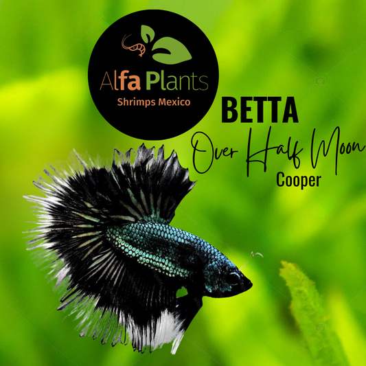 Pez Betta Half Moon Cooper OHM Macho