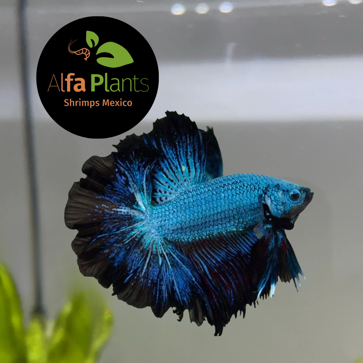 Pez Betta Half Moon Cooper OHM Macho