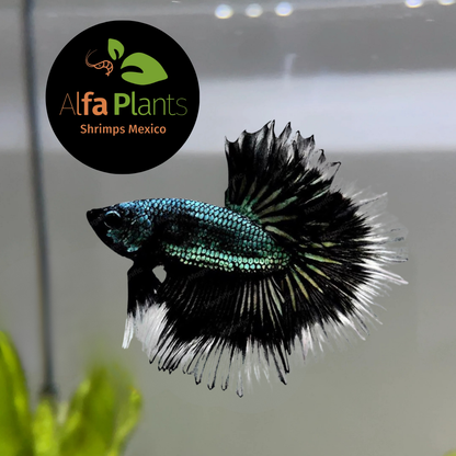 Pez Betta Half Moon Cooper OHM Macho