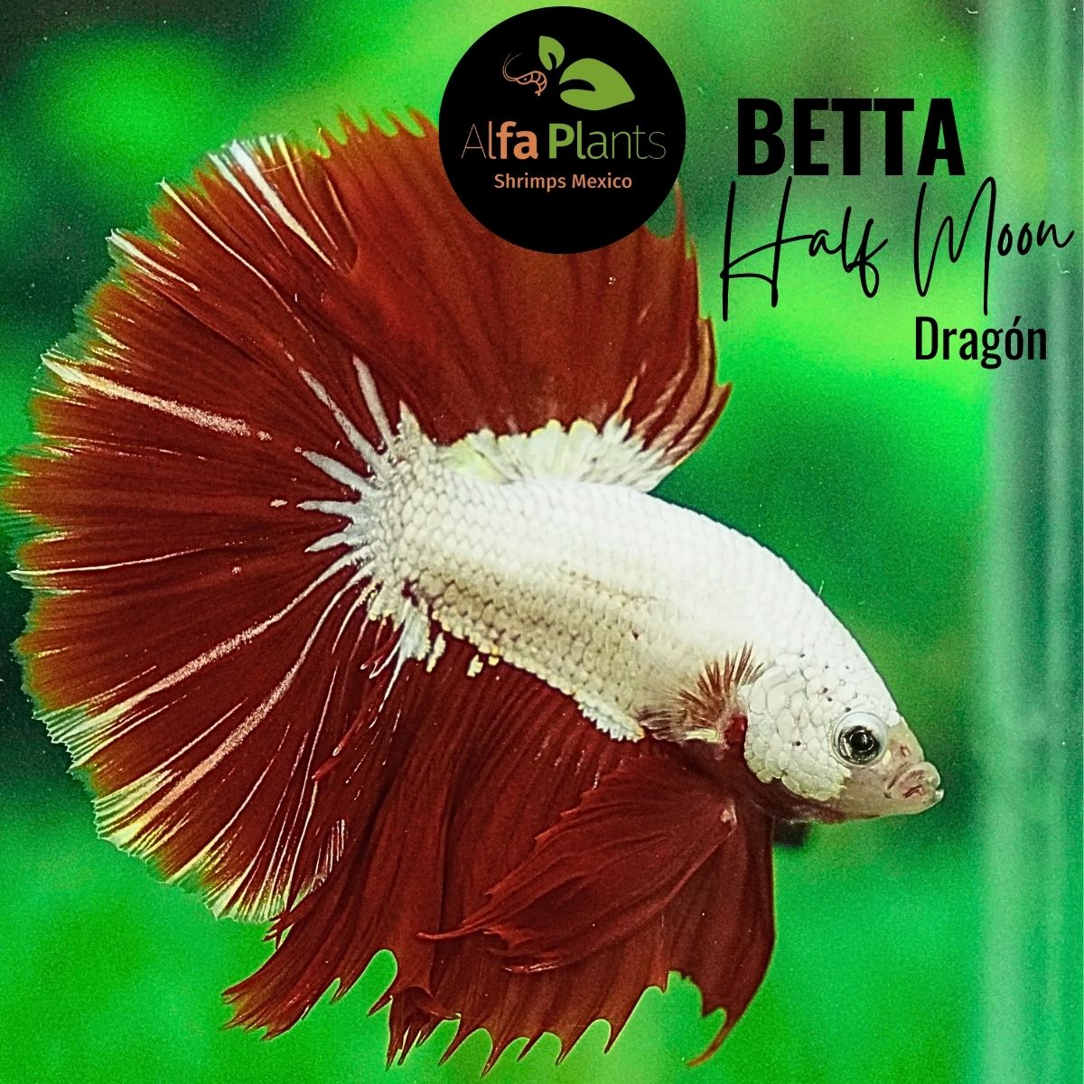 Pez Betta Half Moon Dragón