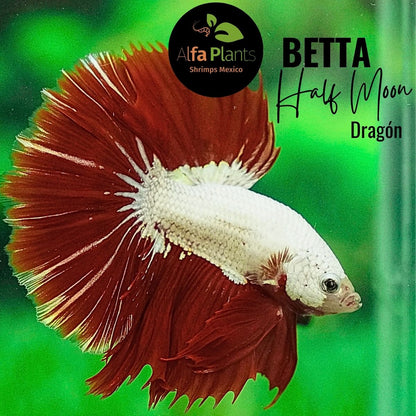 Pez Betta Half Moon Dragón