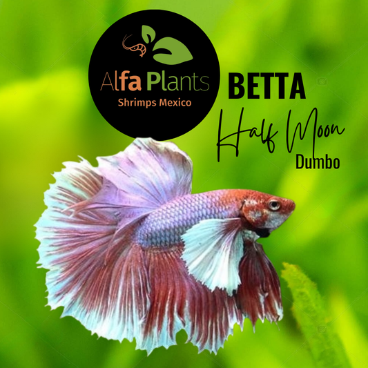 Pez Betta Half Moon Dumbo