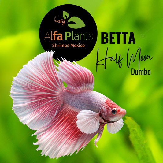 Pez Betta Half Moon Dumbo Macho