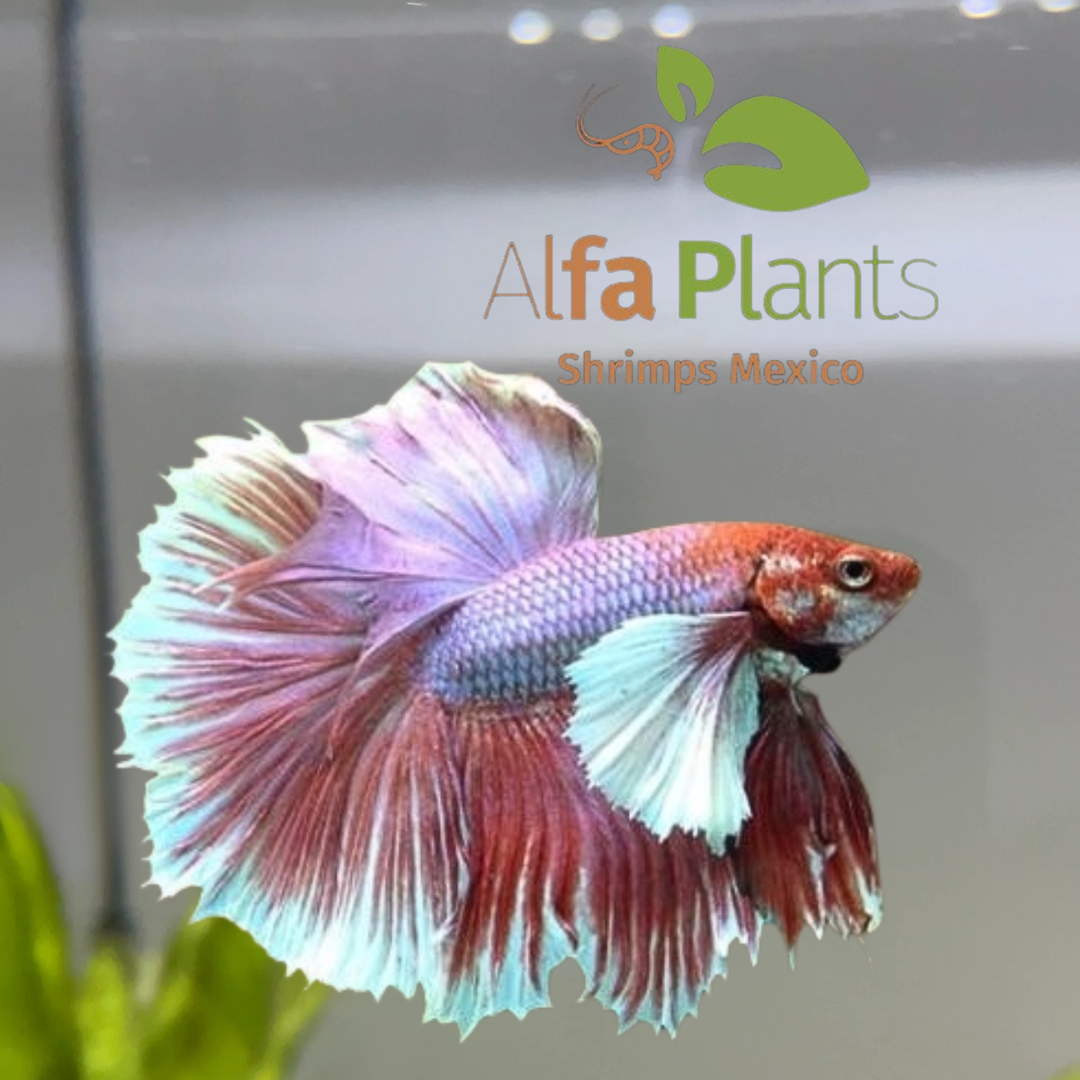 Pez Betta Half Moon Dumbo Macho