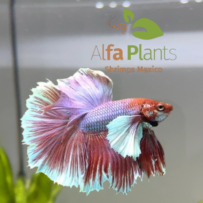 Pez Betta Half Moon Dumbo Macho