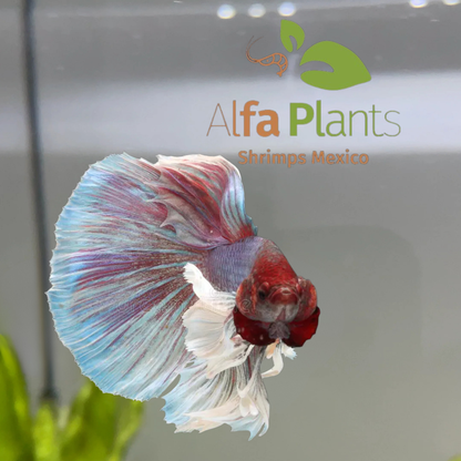 Pez Betta Half Moon Dumbo Macho