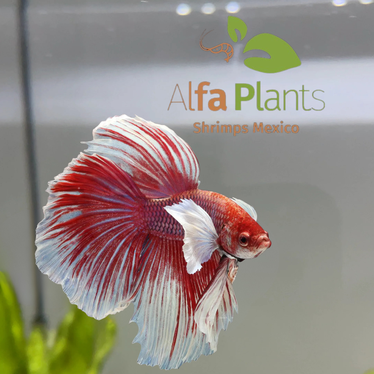 Pez Betta Half Moon Dumbo Macho