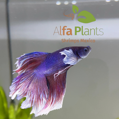 Pez Betta Half Moon Dumbo Macho