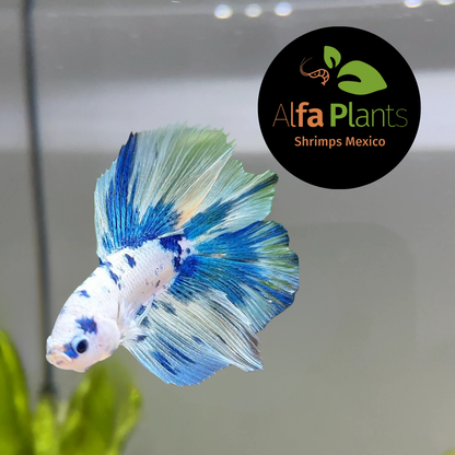 Pez Betta Half Moon Marble Dot