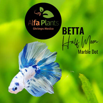 Pez Betta Half Moon Marble Dot