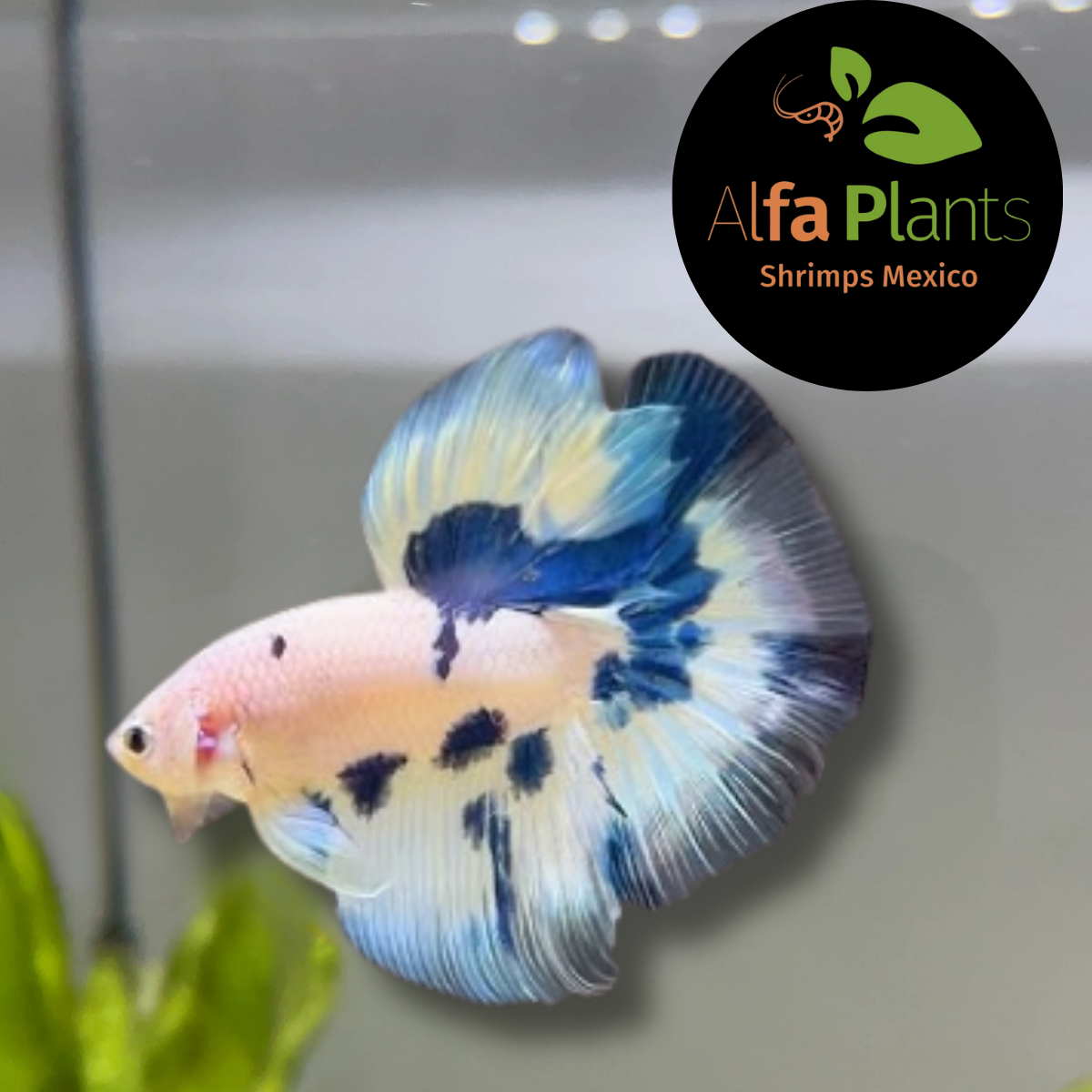 Pez Betta Half Moon Marble Dot