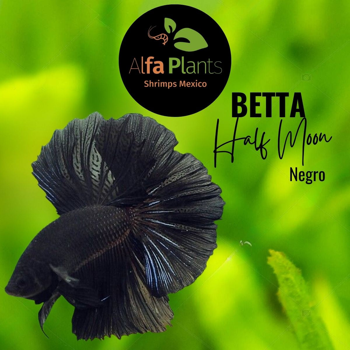 Pez Betta Half Moon Negro
