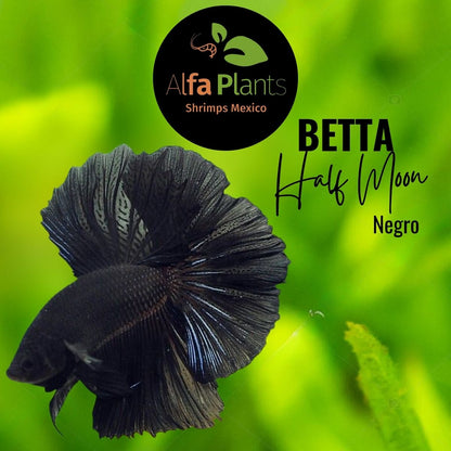 Pez Betta Half Moon Negro