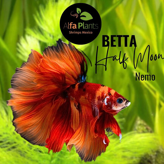 Pez Betta Half Moon Nemo