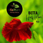 Pez Betta Half Moon Rojo