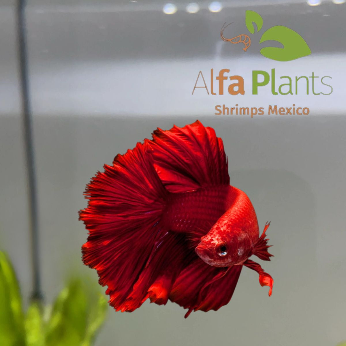Pez Betta Half Moon Rojo