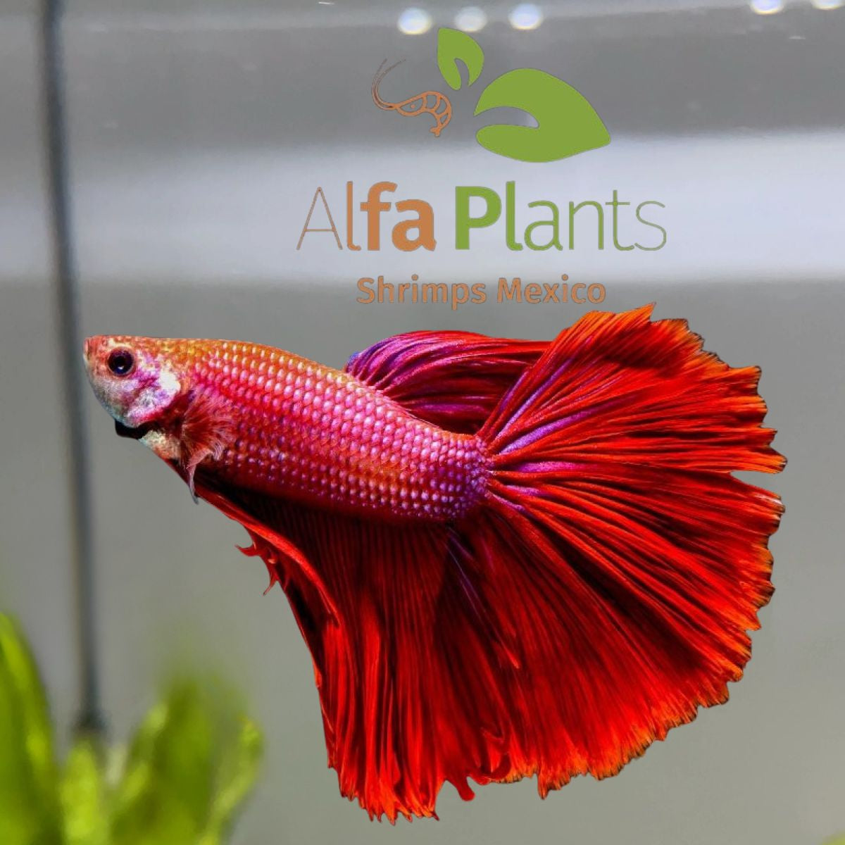 Pez Betta Half Moon Rojo