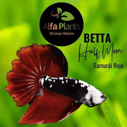 Pez Betta Half Moon Samurái rojo