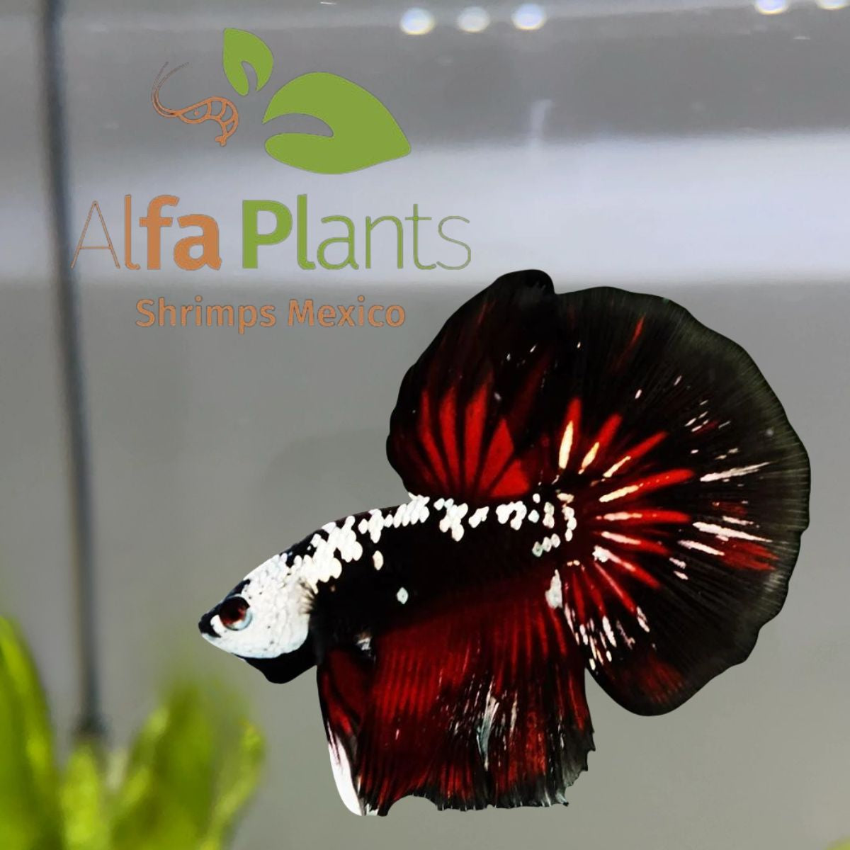 Pez Betta Half Moon Samurái rojo