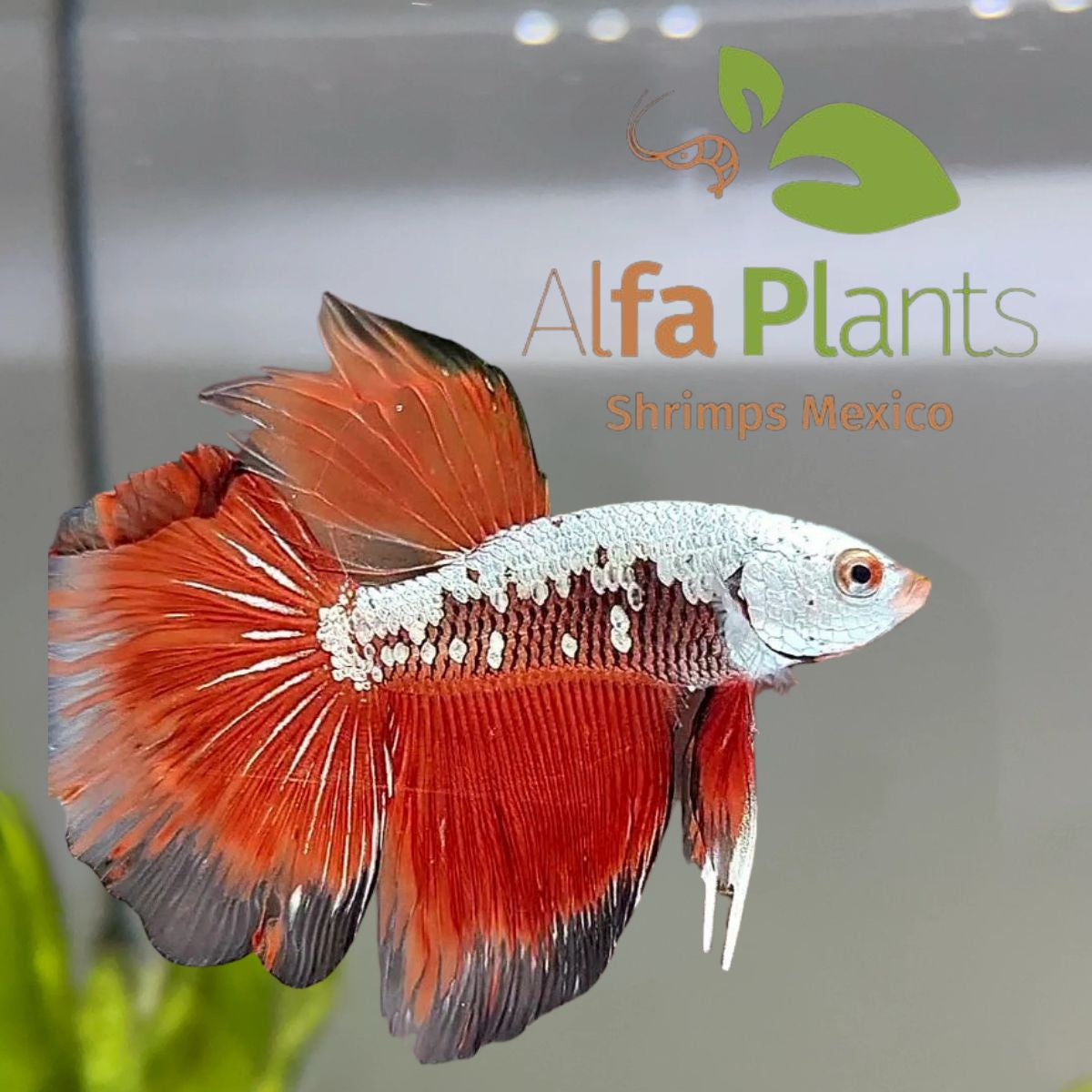 Pez Betta Half Moon Samurái rojo