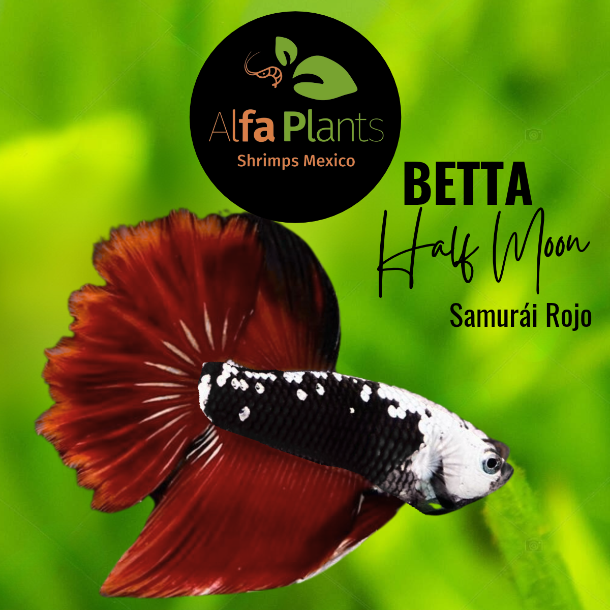 Pez Betta Half Moon Samurái Rojo Macho