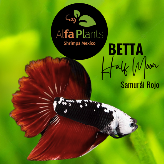 Pez Betta Half Moon Samurái Rojo Macho