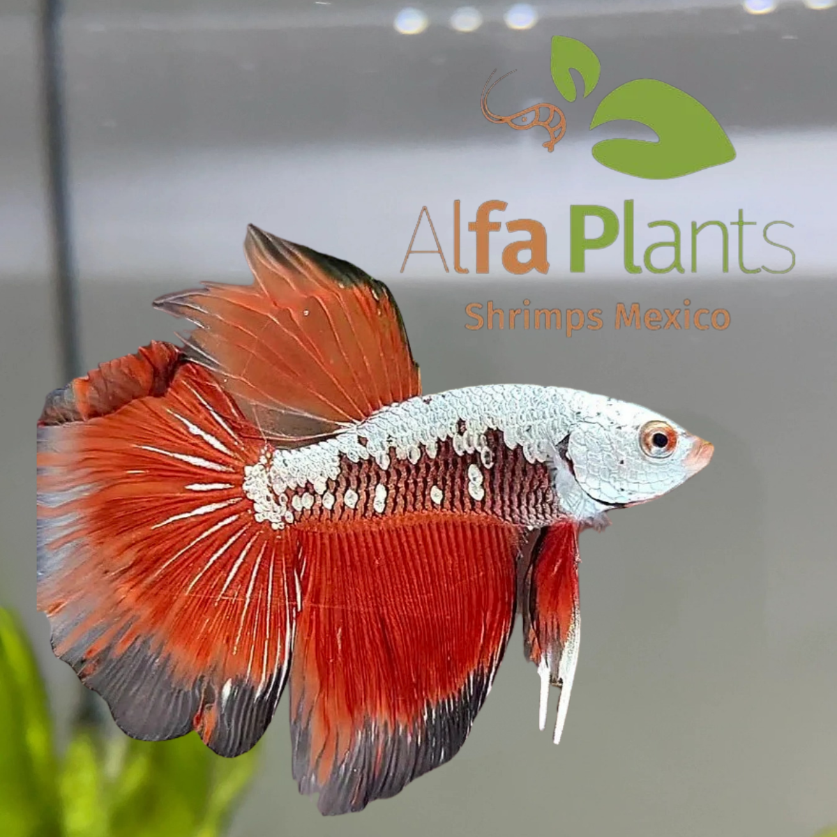Pez Betta Half Moon Samurái Rojo Macho