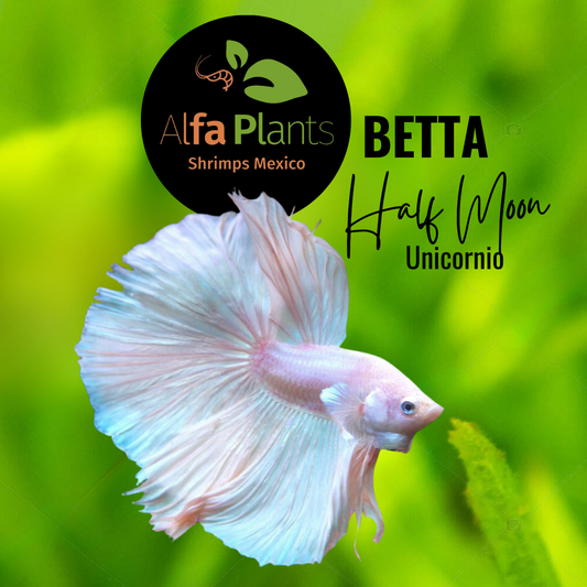Pez Betta Half Moon Unicornio