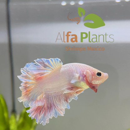 Pez Betta Half Moon Unicornio Macho